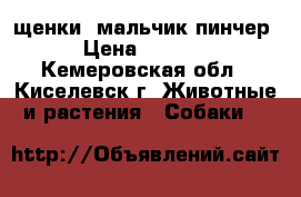 щенки  мальчик пинчер › Цена ­ 5 000 - Кемеровская обл., Киселевск г. Животные и растения » Собаки   